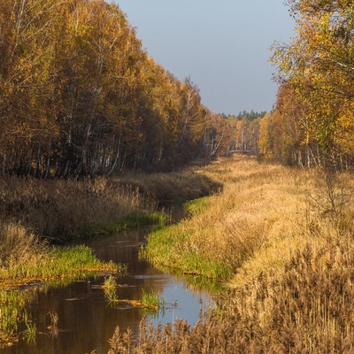 У Полісся за яблучками