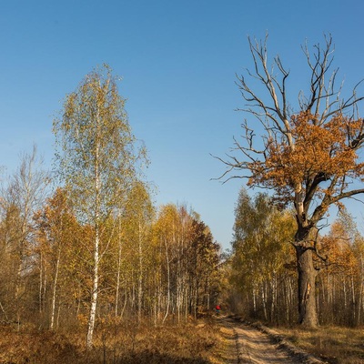 У Полісся за яблучками