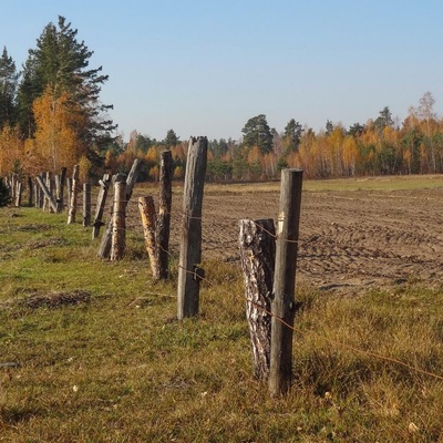 У Полісся за яблучками