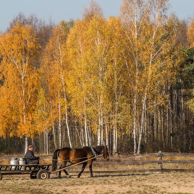 У Полісся за яблучками